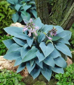 Riesen-Hosta-, Funkien-Sortiment Zum Vorteilspreis -Gartenpflanzen Geschäft 8987139899422