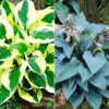Riesen-Hosta-, Funkien-Sortiment Zum Vorteilspreis -Gartenpflanzen Geschäft 8987139964958