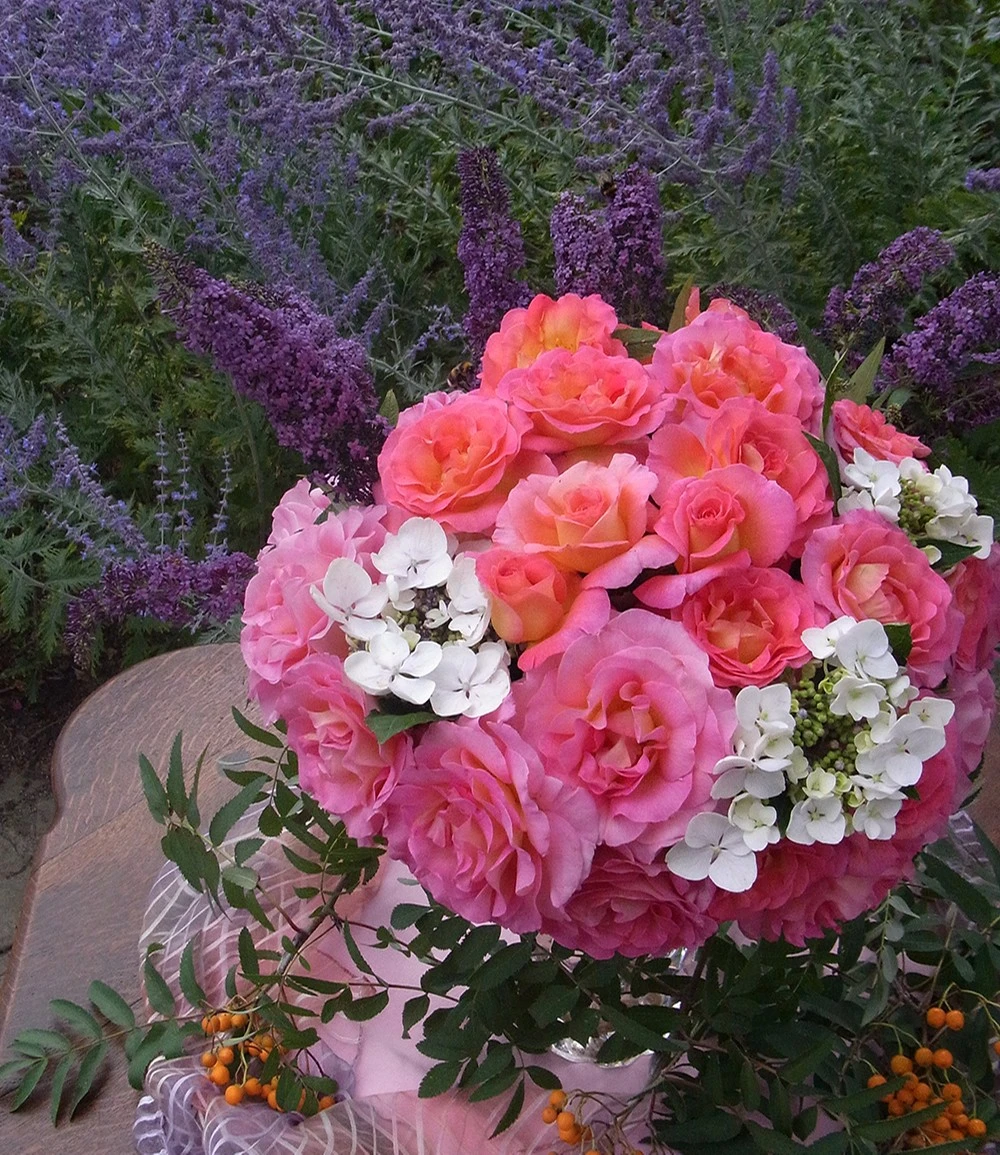 Parfum-Rose 'Pink Paradise®' 4 Parfum-Rose 'Pink Paradise®' – Bild 2