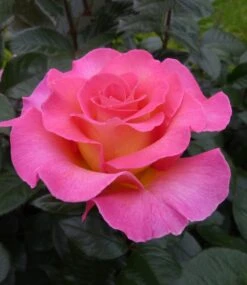 Parfum-Rose 'Pink Paradise®' 8 Parfum-Rose 'Pink Paradise®' -Gartenpflanzen Geschäft 8989177544734