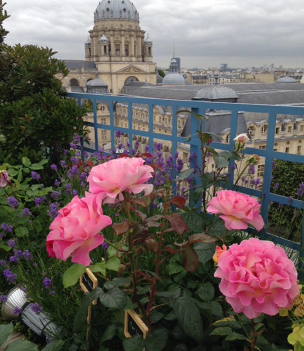 Parfum-Rose 'Pink Paradise®' 6 Parfum-Rose 'Pink Paradise®' – Bild 4