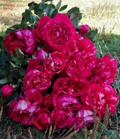 Parfum-Rose 'Berthe Morisot®' 6 Parfum-Rose 'Berthe Morisot®' -Gartenpflanzen Geschäft 8989177806878