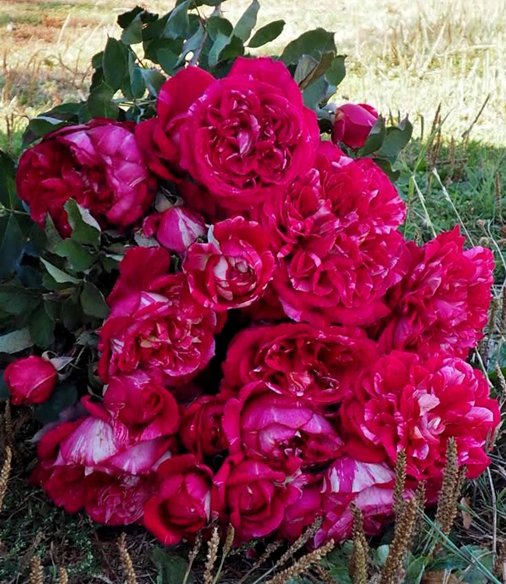 Parfum-Rose 'Berthe Morisot®' 4 Parfum-Rose 'Berthe Morisot®' – Bild 2