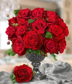 Parfum-Rose 'Le Rouge Et Le Noir®' 9 Parfum-Rose 'Le Rouge Et Le Noir®' -Gartenpflanzen Geschäft 8989303504926