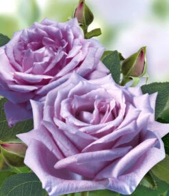 Parfum-Rose 'Mamy Blue®' 10 Parfum-Rose 'Mamy Blue®' -Gartenpflanzen Geschäft 8989303767070