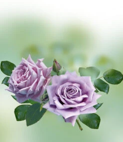 Parfum-Rose 'Mamy Blue®' 9 Parfum-Rose 'Mamy Blue®' -Gartenpflanzen Geschäft 8989303832606