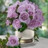 Parfum-Rose 'Mamy Blue®' 1 Parfum-Rose 'Mamy Blue®' -Gartenpflanzen Geschäft 8989303898142