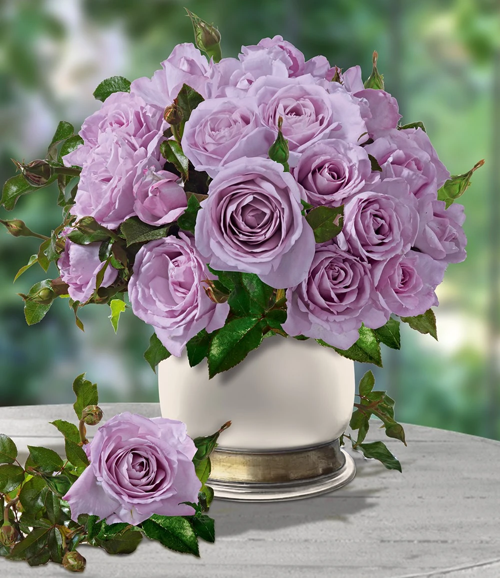 Parfum-Rose 'Mamy Blue®' 3 Parfum-Rose 'Mamy Blue®'