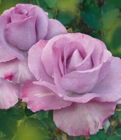 Parfum-Rose 'Mamy Blue®' 11 Parfum-Rose 'Mamy Blue®' -Gartenpflanzen Geschäft 8989303963678