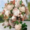 Rose Der Liebe 'Madame Figaro®' 2 Rose Der Liebe 'Madame Figaro®' -Gartenpflanzen Geschäft 8989304094750