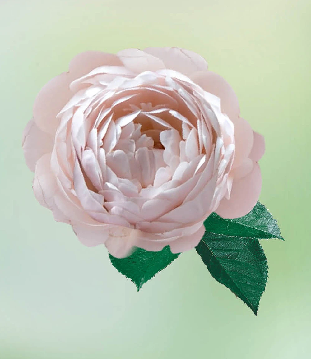 Parfum-Rose 'Vichy®' 5 Parfum-Rose 'Vichy®' – Bild 3