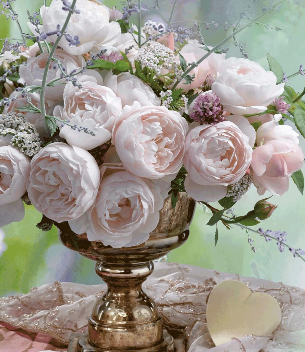 Parfum-Rose 'Vichy®' 4 Parfum-Rose 'Vichy®' – Bild 2