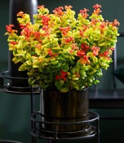 Traubenheide 'Curly Gold®' 11 Traubenheide 'Curly Gold®' -Gartenpflanzen Geschäft 8989591044126