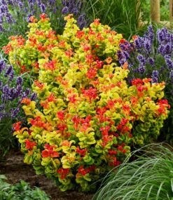 Traubenheide 'Curly Gold®' 10 Traubenheide 'Curly Gold®' -Gartenpflanzen Geschäft 8989591175198