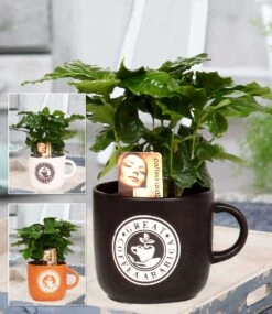 Coffea Arabica Inkl. Keramiktopf