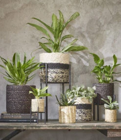 Kokos-Übertopf 'Live' ø14 Cm Mit Folieneinsatz 7 Kokos-Übertopf 'Live' ø14 Cm Mit Folieneinsatz -Gartenpflanzen Geschäft 8990197284894