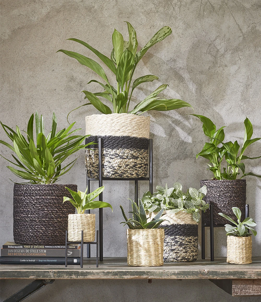 Pflanzenständer 'Ascot' 16,5 Cm 5 Pflanzenständer 'Ascot' 16,5 Cm – Bild 3