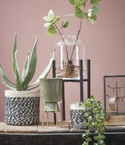 Pflanzenständer 'Ascot' 20,5 Cm 10 Pflanzenständer 'Ascot' 20,5 Cm -Gartenpflanzen Geschäft 8990197547038