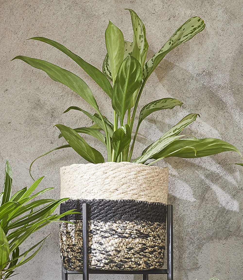 Kokos-Übertopf 'Live' ø14 Cm Mit Folieneinsatz 4 Kokos-Übertopf 'Live' ø14 Cm Mit Folieneinsatz – Bild 2