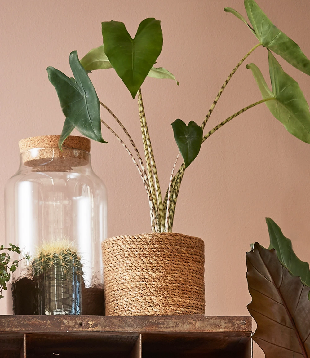 Kokos-Übertopf 'natur' ø20 Cm Mit Folieneinsatz 4 Kokos-Übertopf 'natur' ø20 Cm Mit Folieneinsatz – Bild 2