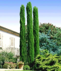 Echte Toskana 'Säulen-Zypresse' -Gartenpflanzen Geschäft 8990824071198