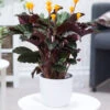 Calathea Crocata -Gartenpflanzen Geschäft 8992375996446