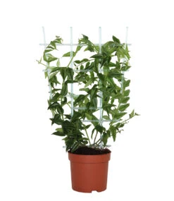 Wachsblume 'Hoya Bella' -Gartenpflanzen Geschäft 8992435765278