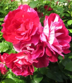 Kleine Malerrosen®-Kollektion 8 Kleine Malerrosen®-Kollektion -Gartenpflanzen Geschäft 8993840496670