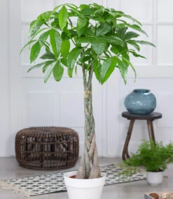 Pachira 'Aquatica' Ca. 120-130 Cm Hoch