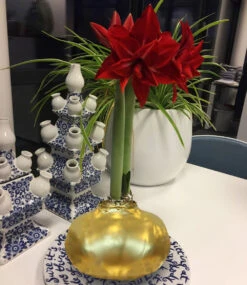 MEGA XXL Wachs-Amaryllis Gold Rote Blüte -Gartenpflanzen Geschäft 8996937203742