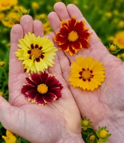 Coreopsis 'Solar® Mix' -Gartenpflanzen Geschäft 8998170099742