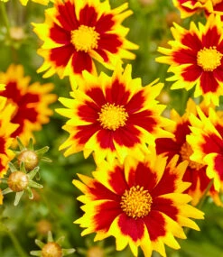 Coreopsis 'Solar® Mix' -Gartenpflanzen Geschäft 8998170230814