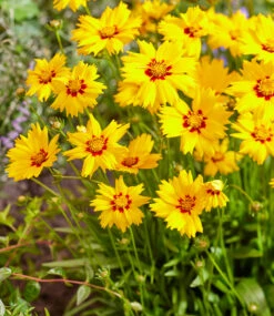 Coreopsis 'Solar® Mix' -Gartenpflanzen Geschäft 8998170296350