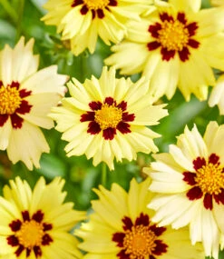 Coreopsis 'Solar® Mix' -Gartenpflanzen Geschäft 8998170361886