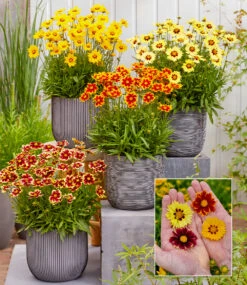 Coreopsis 'Solar® Mix'