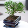 Bonsai Carmona 'Fukientee' Inkl. Schale -Gartenpflanzen Geschäft 9000052949022