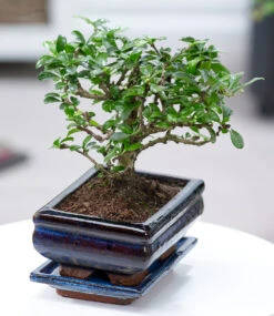 Bonsai Carmona 'Fukientee' Inkl. Schale