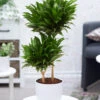 Dracena 'Compacta' Ca. 55 Cm Hoch -Gartenpflanzen Geschäft 9000887287838