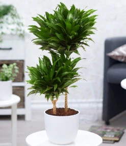 Dracena 'Compacta' Ca. 55 Cm Hoch