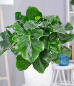 Philodendron 'Atom'