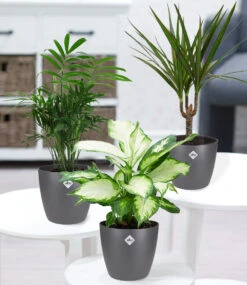 3er-Mix Luftreinigende Zimmerpflanzen 'Classic' Inkl. Elho®-Übertöpfe 'Grau'
