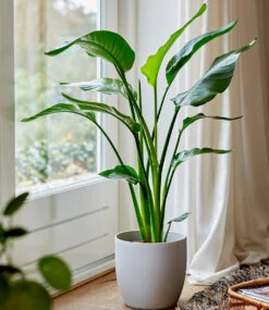 Baumstrelitzie 'Nicolai' Ca. 30-40 Cm