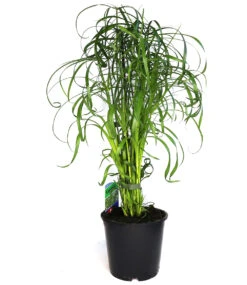 Zyperngras - Cyperus Alternifolius Ca. 45-55 Cm -Gartenpflanzen Geschäft 9001760325662