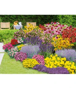 Staudenbeet 'Blooms For Months' -Gartenpflanzen Geschäft 9003974492190