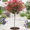 Immergrünes Photinia-Stämmchen 'Little Red Robin®' -Gartenpflanzen Geschäft 9004239093790