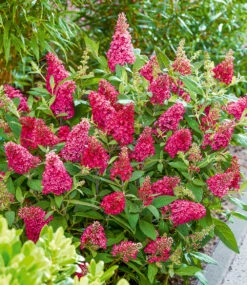 Buddleia-Mix 'Butterfly Candy®' -Gartenpflanzen Geschäft 9011769770014