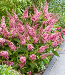 Buddleia-Mix 'Butterfly Candy®' -Gartenpflanzen Geschäft 9011770130462