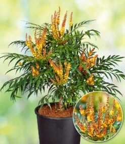 Mahonie 'Volcano®' (MYOY®)