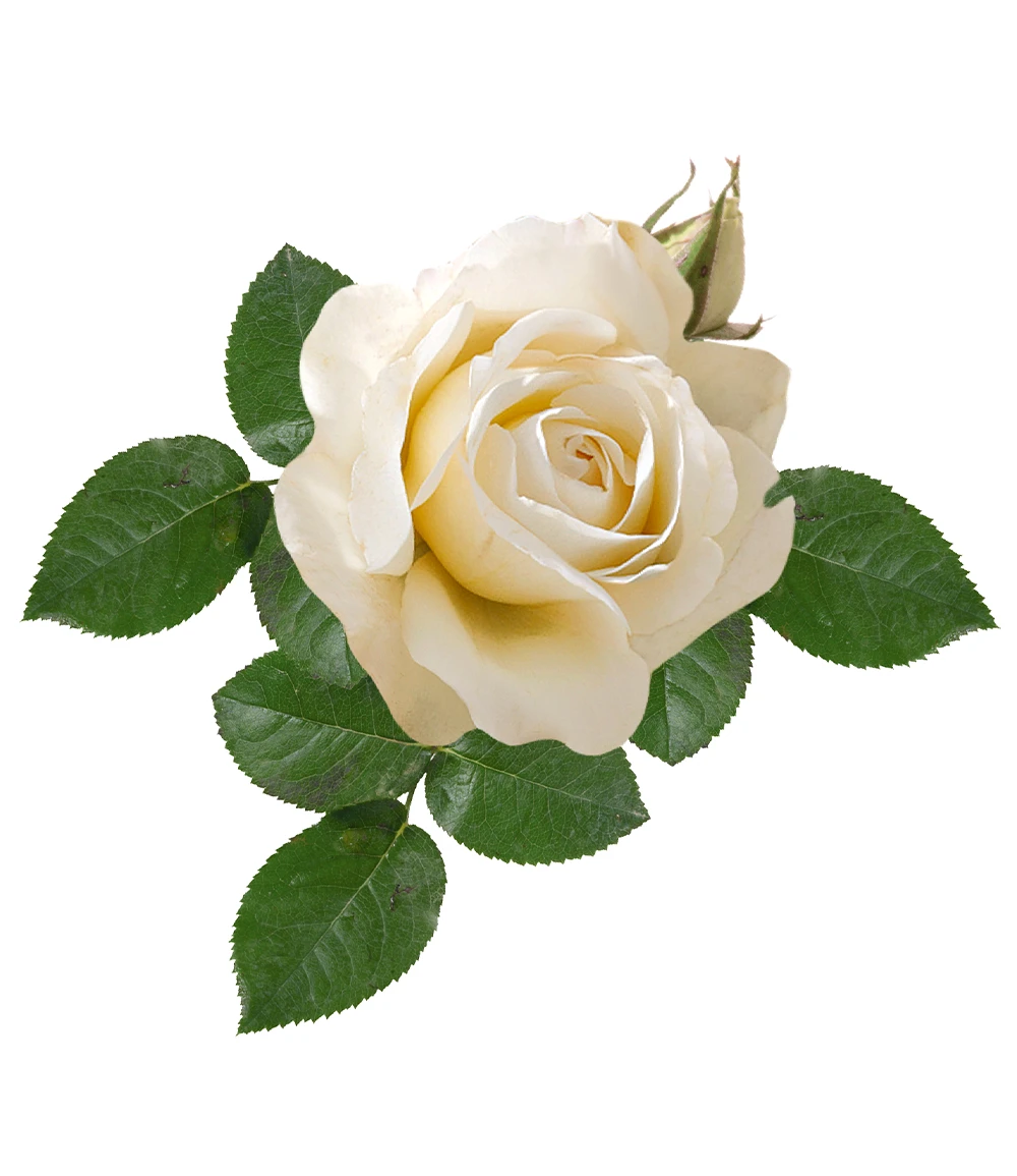 Parfum-Rose 'Grand Nord®' 5 Parfum-Rose 'Grand Nord®' – Bild 3