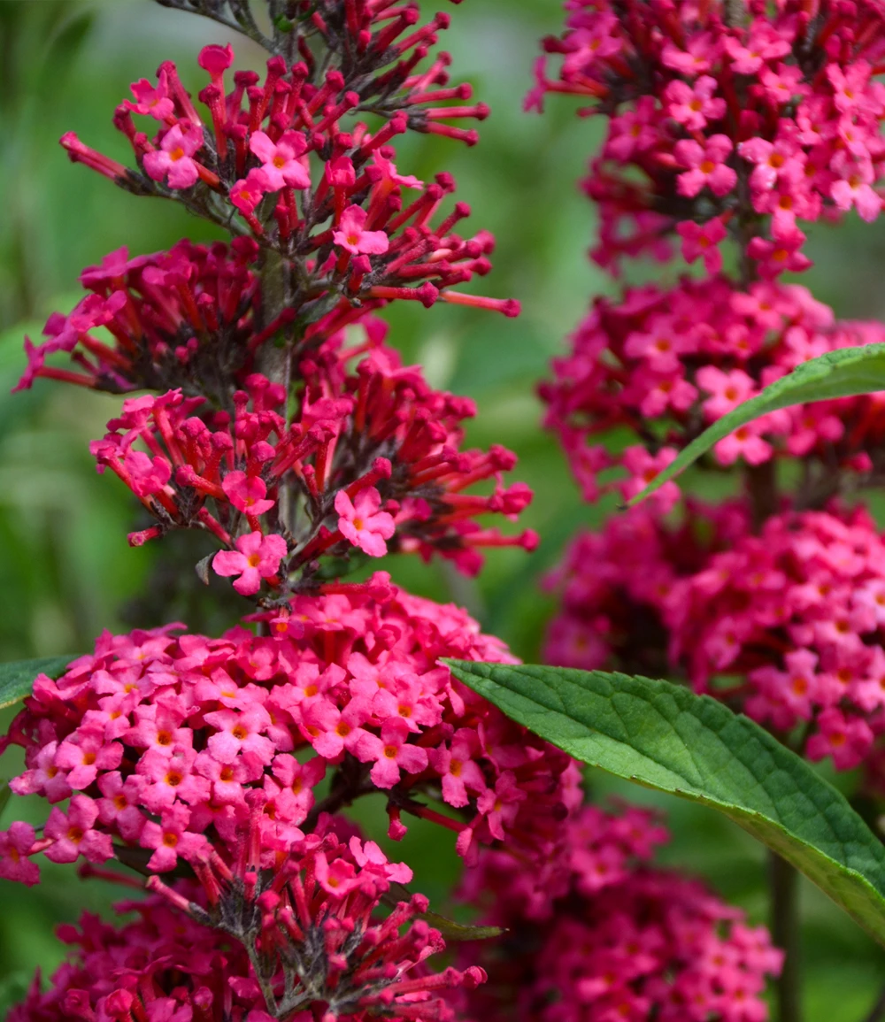 Buddleia 'Prince Charming®' 4 Buddleia 'Prince Charming®' – Bild 2